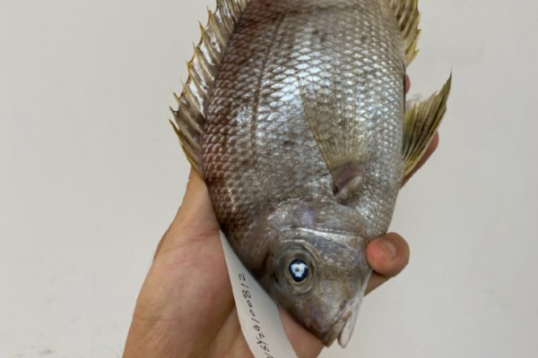 长裸顶鲷是什么鱼？