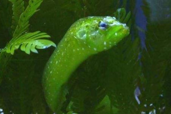 鳗鲷是什么鱼?