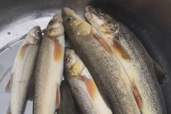 高山裂腹鱼是什么鱼?