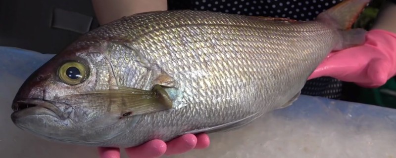 黄吻姬鲷是什么鱼？