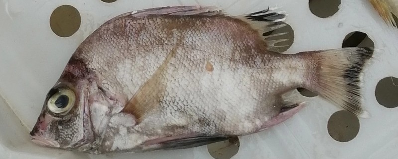 扁棘鲷是什么鱼？