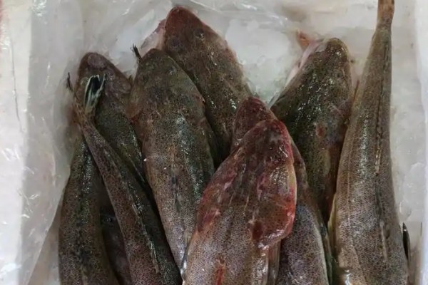 松叶牛尾鱼是什么鱼?