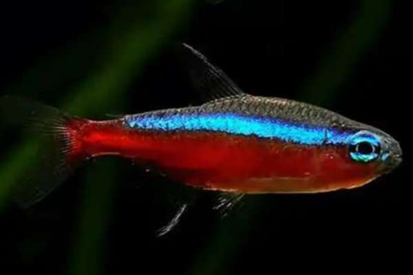 名珍灯鱼是什么鱼?