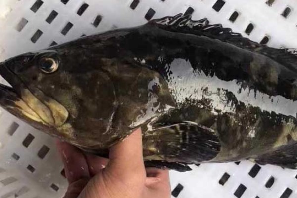 青斑是什么鱼?