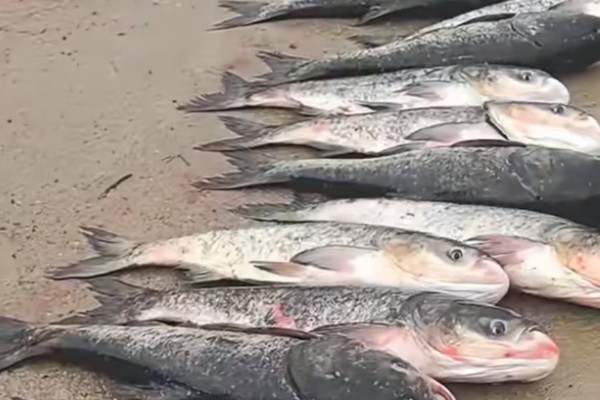 鲢是什么鱼？
