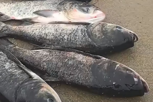 鲢是什么鱼？