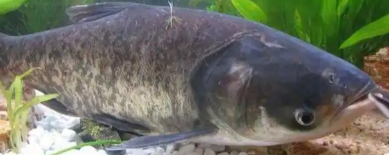 鲢是什么鱼？