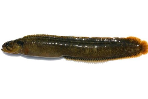 黑体网鳚是什么鱼？