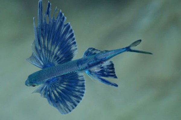 弓头燕鳐鱼是什么鱼?