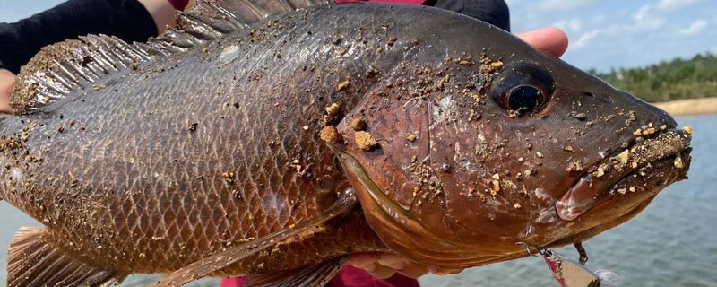 海鸡母笛鲷是什么鱼？