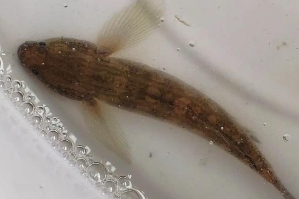 椰子深鰕虎是什么鱼？