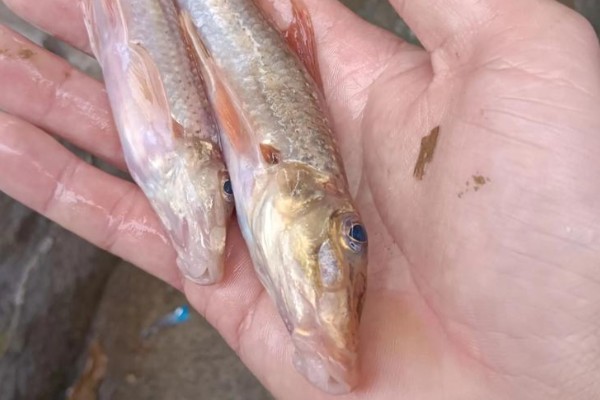 长鳍美塘鳢是什么鱼?