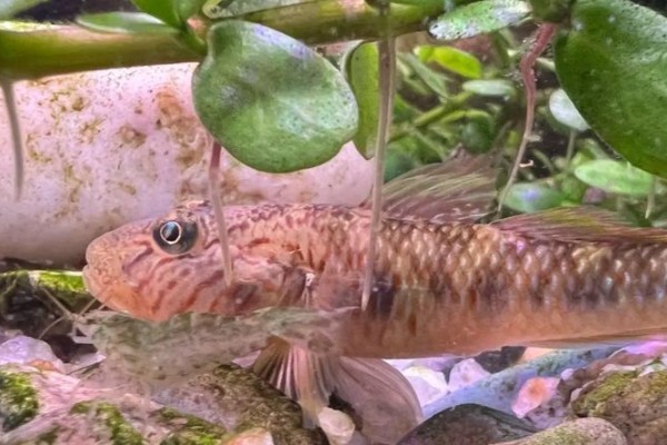 大鳞孔虾虎鱼是什么鱼？