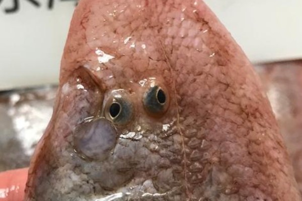 大鳞舌鳎是什么鱼？