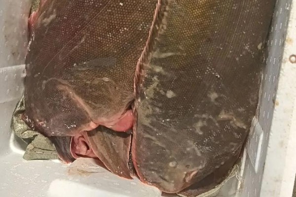 大鳞舌鳎是什么鱼？