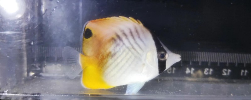 丝蝴蝶鱼是什么鱼？