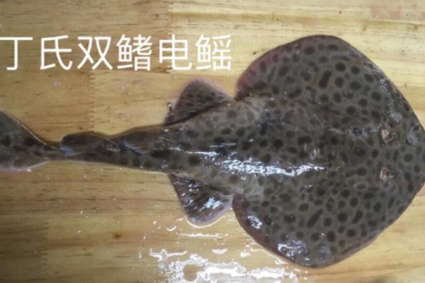 丁氏双鳍电鳐是什么鱼?