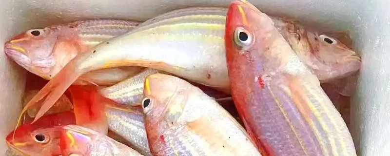 六齿金线鱼是什么鱼？