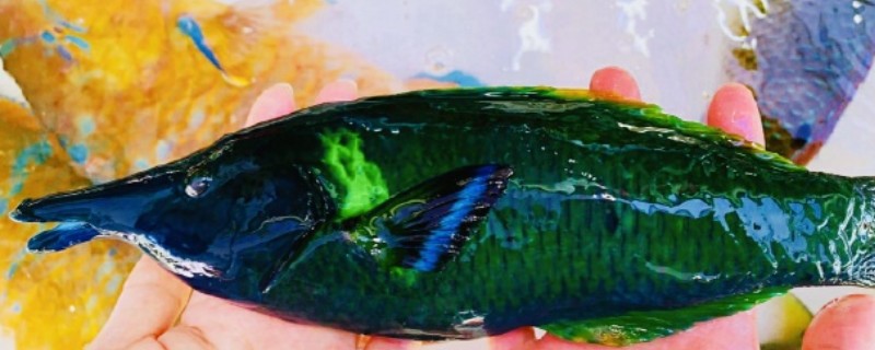杂色尖嘴鱼是什么鱼？