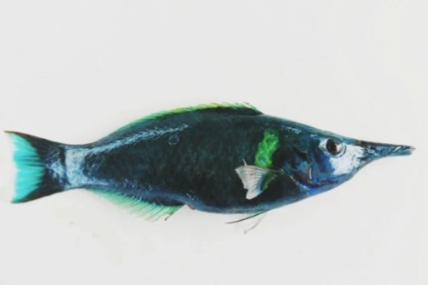 杂色尖嘴鱼是什么鱼？