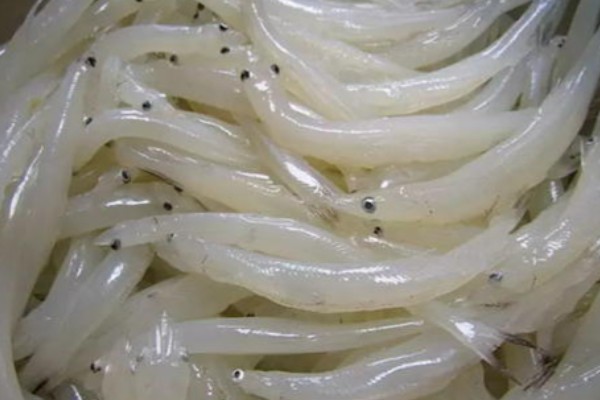 中国大银鱼是什么鱼？