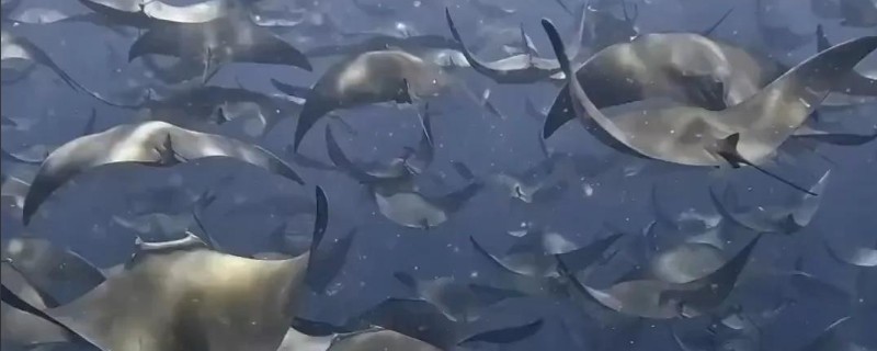 蝠状无刺鲼是什么鱼？
