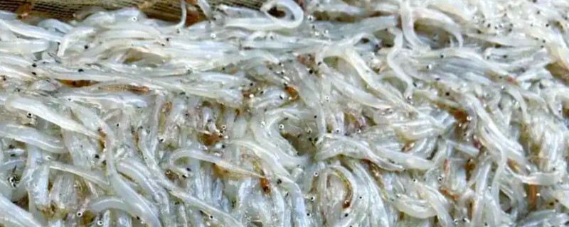 银条鱼是什么鱼？