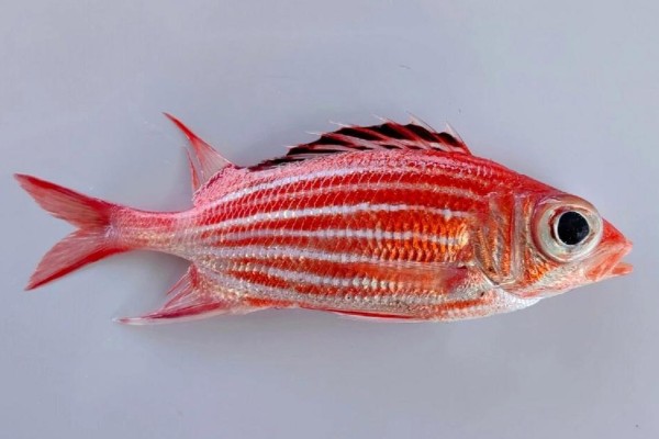 黑点棘鳞鱼是什么鱼？