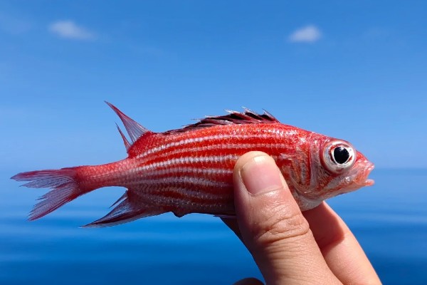黑点棘鳞鱼是什么鱼？