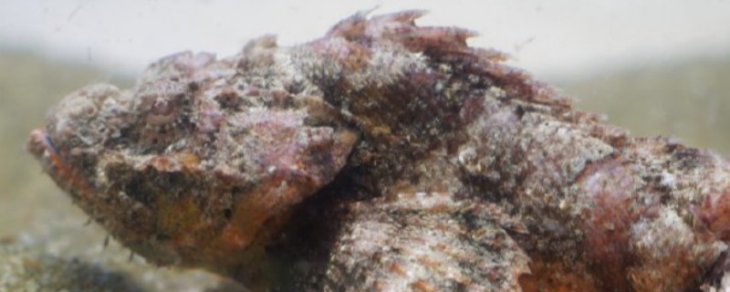 长棘拟鳞鲉是什么鱼？