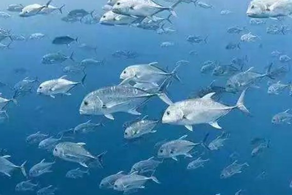 斐氏鲳鲹是什么鱼？