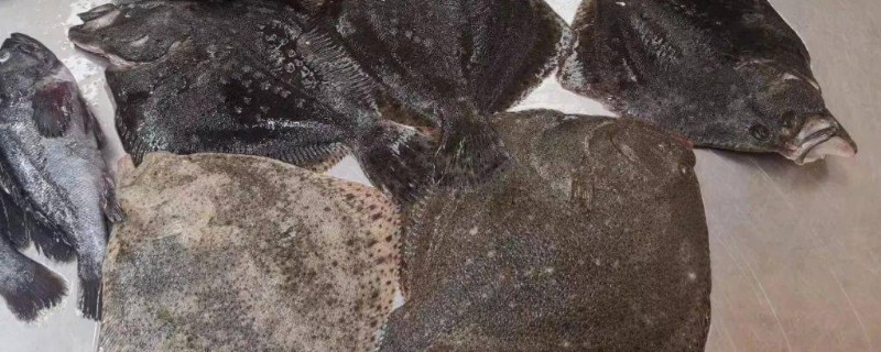 海南鳒鲆是什么鱼?