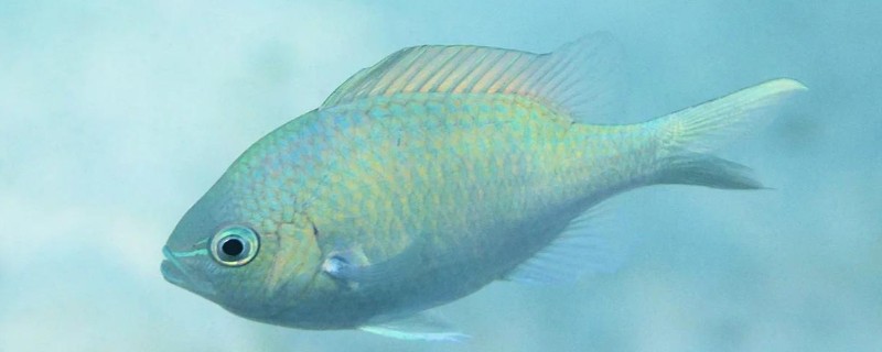 细鳞光鳃鱼是什么鱼？