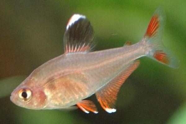 短鳍新灯鱼是什么鱼?
