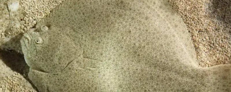 中间角鲆是什么鱼?