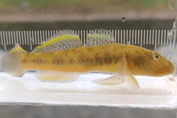 大吻鰕虎鱼是什么鱼?