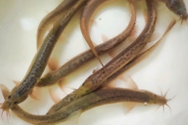 北方鳅是什么鱼?