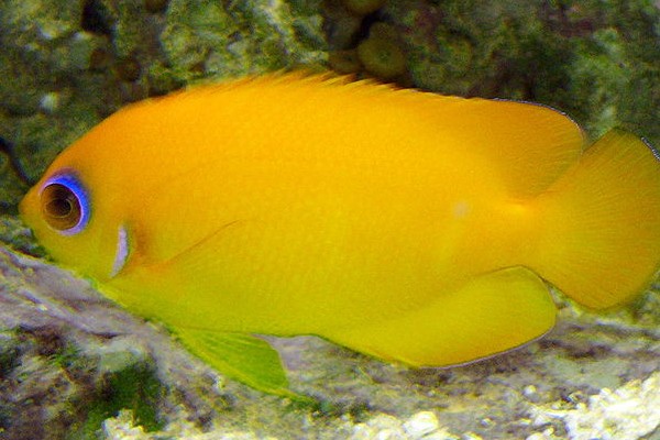 黄新娘是什么鱼？
