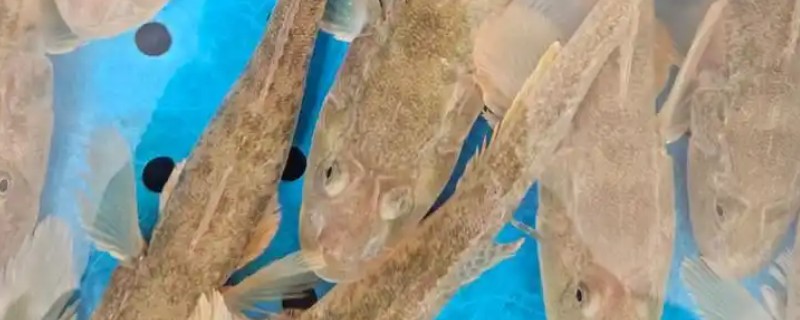 长绵鳚是什么鱼？