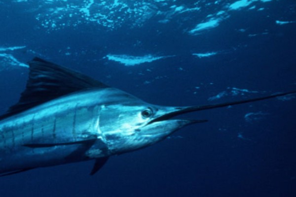 黑皮旗鱼是什么鱼?