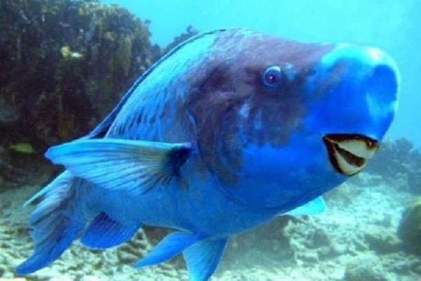蓝颊鹦嘴鱼是什么鱼?
