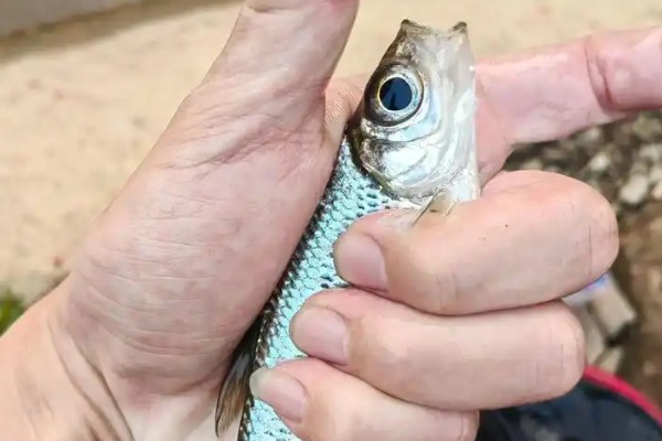 大眼鲉是什么鱼?