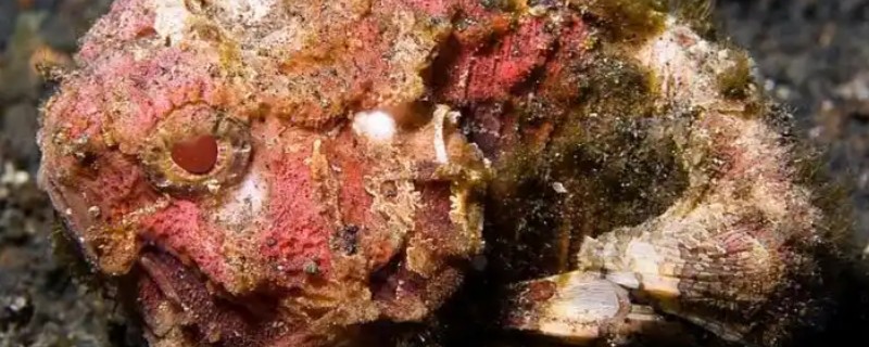 三棘高身鲉是什么鱼？