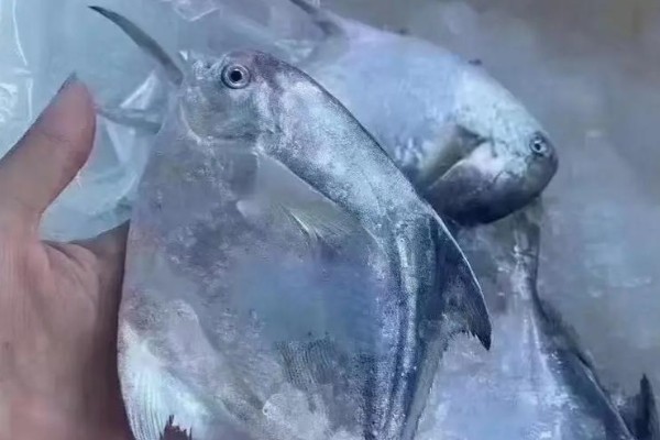 花瓣玉鲳是什么鱼？