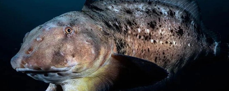细纹狮子鱼是什么鱼？