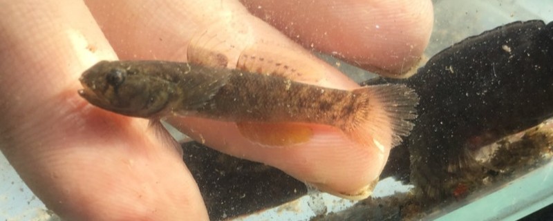 斑带吻鰕虎鱼是什么鱼？