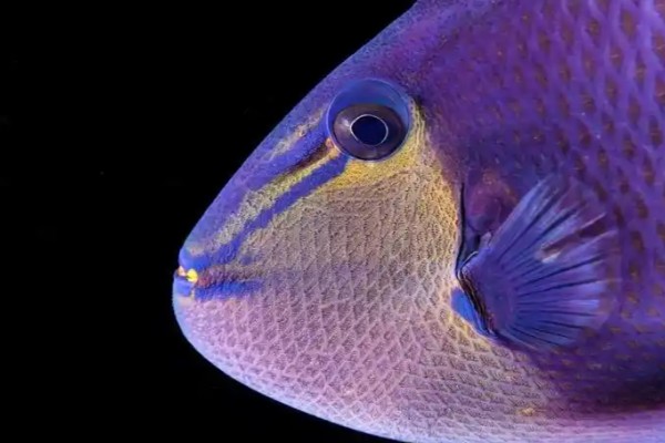 红牙鳞鲀是什么鱼?