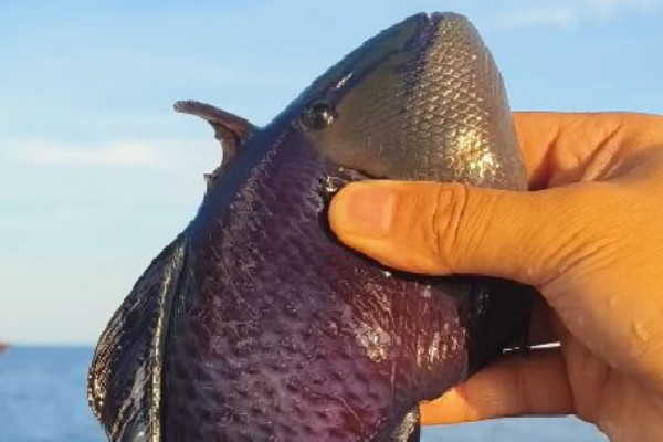 红牙鳞鲀是什么鱼?