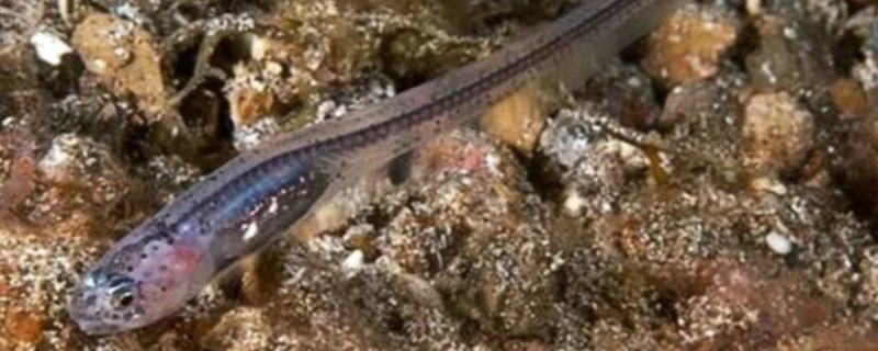 大牙潜鱼是什么鱼？