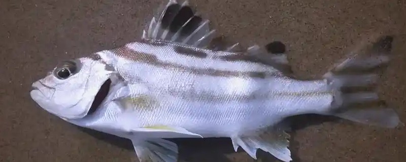 细鳞鯻是什么鱼？